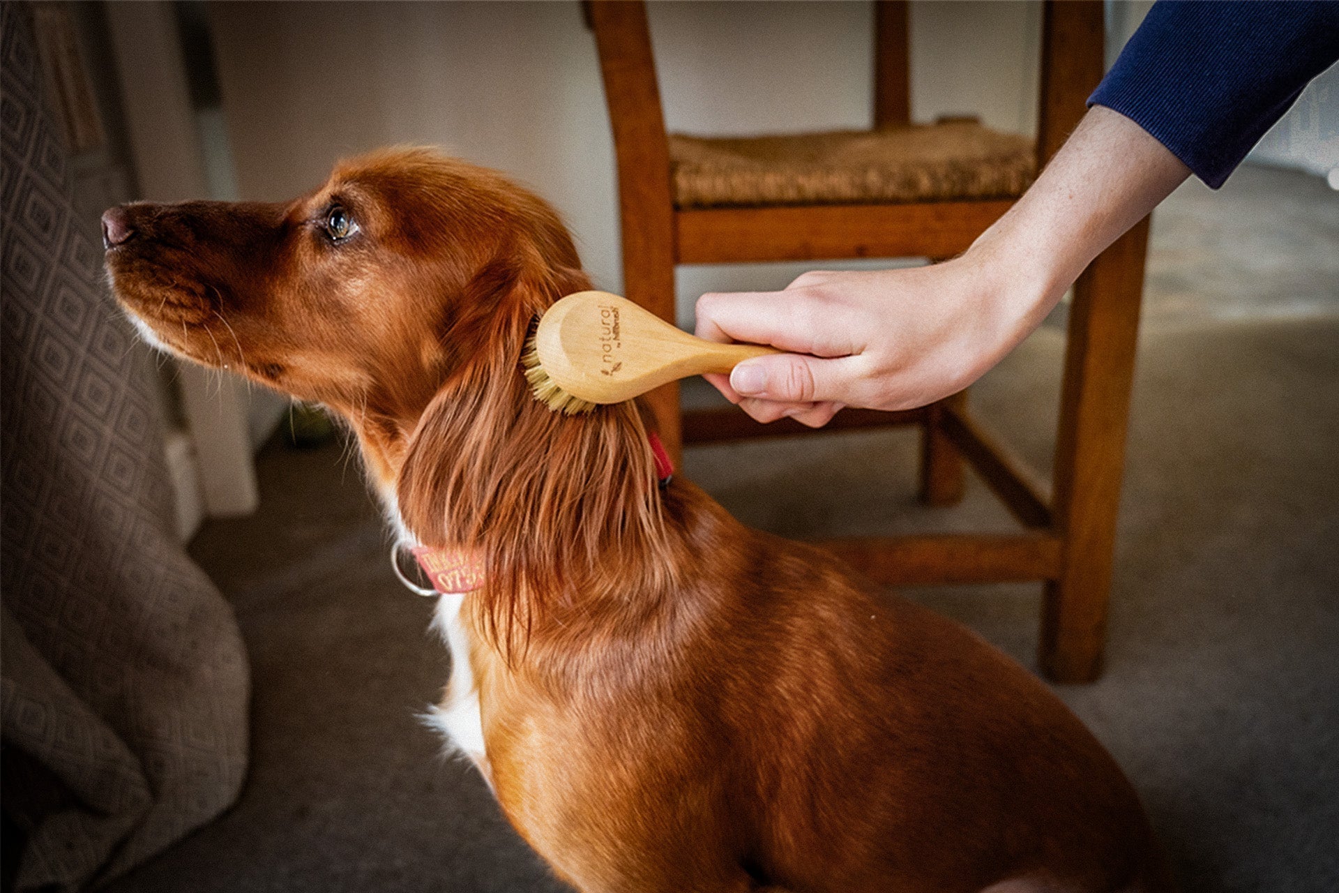 Pet Grooming Without Plastic: Why Natural Brushes Are Better for Your Pet (and the Planet)
