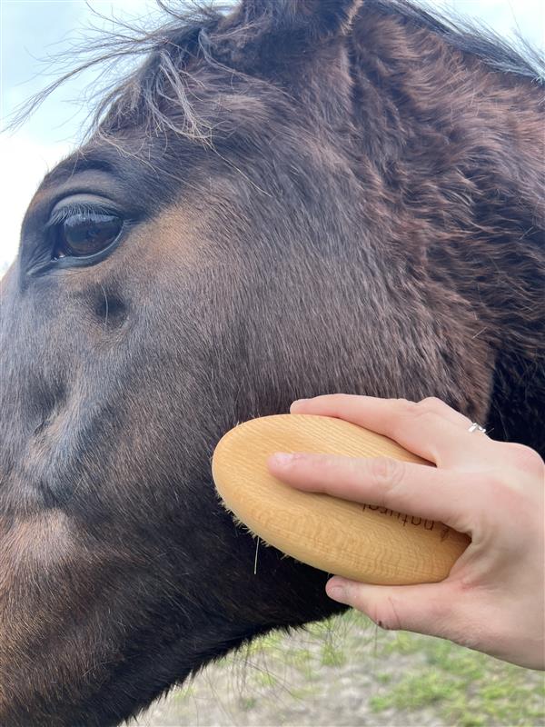 Equestrian & Grooming