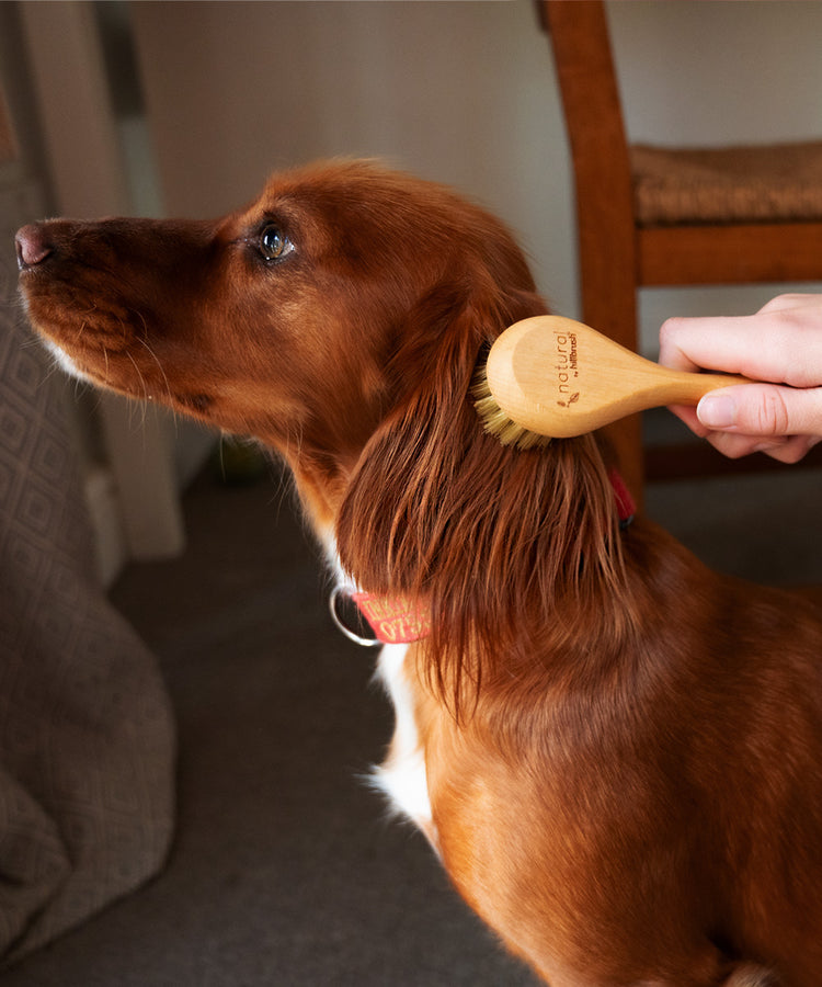 100% FSC Certified® Natural Pet Grooming Brush - Soft Natural Bristle
