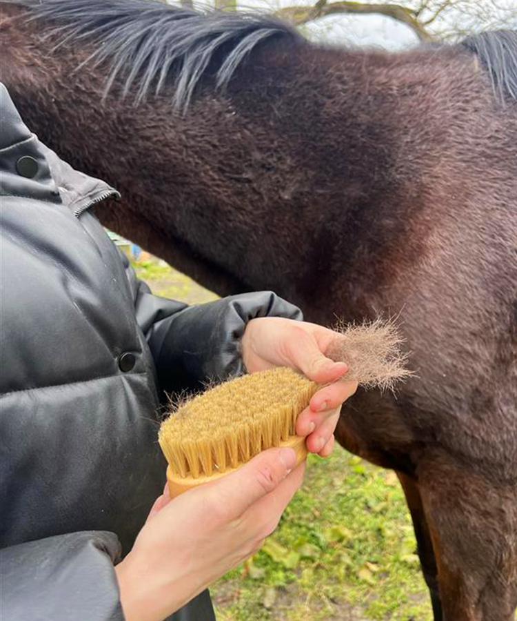 100% FSC Certified® Natural Equestrian Grooming Brush Gift Set